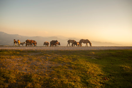 group of horses pacing in the mountains at sunset. High quality photoの写真素材
