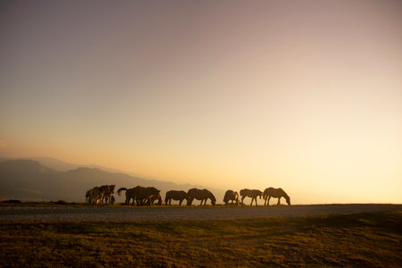 group of horses pacing in the mountains at sunset. High quality photoの写真素材