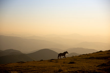 horse pacing peacefully in the mountains at sunset. High quality photoの写真素材