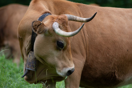 cows pacing in the grass in the green valleys of the Basque Country, Spain. High quality photoの写真素材