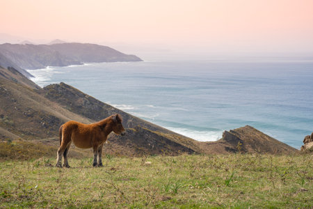 small baby horse eating grass in the coast of the basque country, spain at sunsetの写真素材