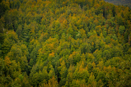 forest landscape in autumn in Irati, Navarre, Spainの写真素材
