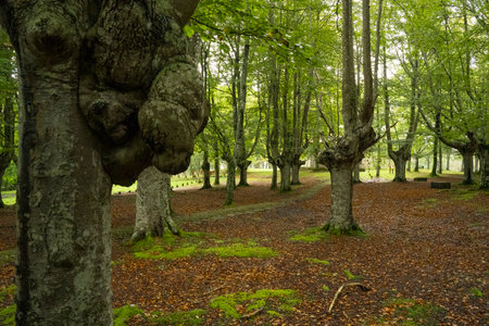 landscape view of a green forest in Urkiola Natural Park in the Basque Country, Spainの写真素材