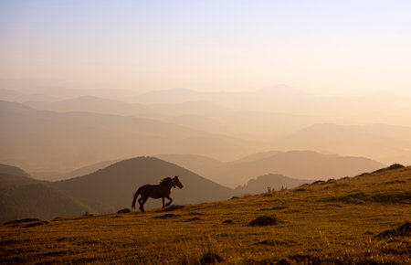horse pacing peacefully in the mountains at sunsetの写真素材