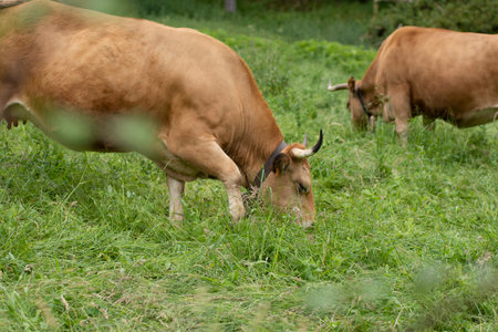 cows pacing in the grass in the green valleys of the Basque Country, Spainの写真素材