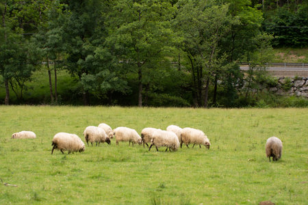 sheeps pacing in the green fields of the basque coountry, spainの写真素材