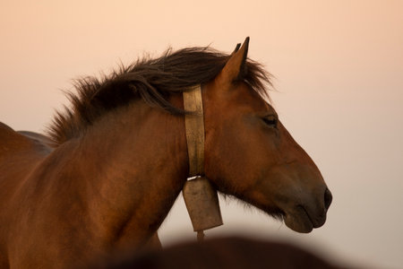 horse pacing peacefully in the mountains at sunsetの写真素材