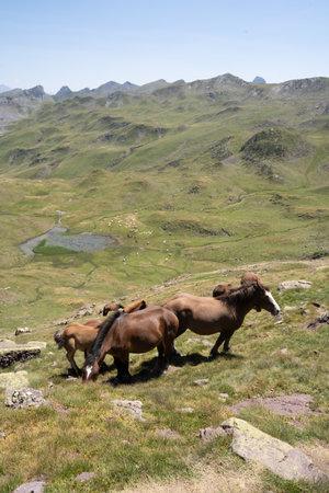 horses pacing free in the mountains of the pyrenees in Franceの写真素材
