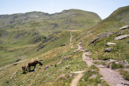 horse walking up a green hill in the mountains of the Pyreneesの写真素材