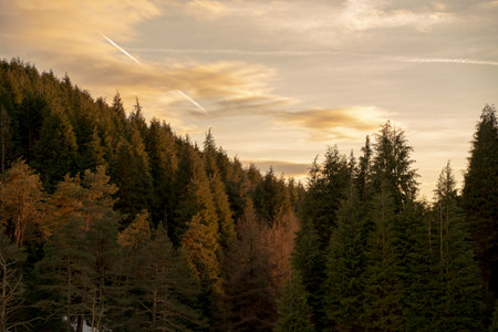 landscape view of forest trees under sunset light in autumnの写真素材