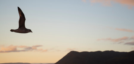 seagulls flying at sunset in the coast of Svalbard islands, Norwayの写真素材