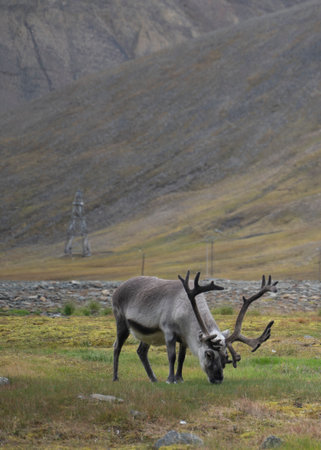 reindeer eating grass in a green field in Longyearbyen, Svalbard Islands (Norway)の写真素材