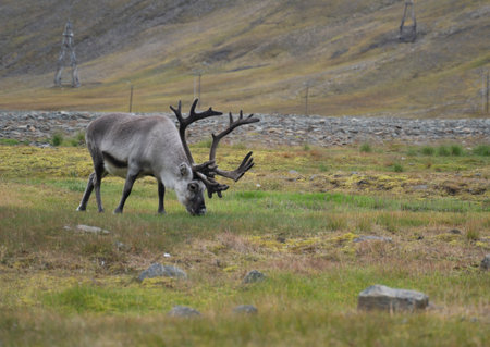 reindeer eating grass in a green field in Longyearbyen, Svalbard Islands (Norway)の写真素材