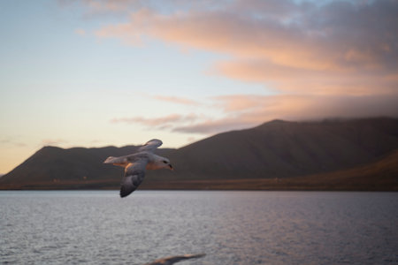 seagulls flying at sunset in the coast of Svalbard islands, Norway