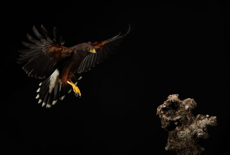 Harris Hawk flying in a black background