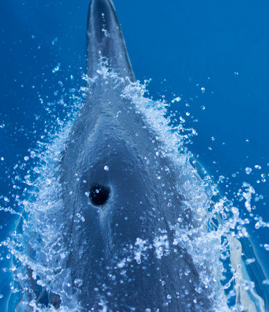 dolphin swimming really fast in the sea waterの写真素材