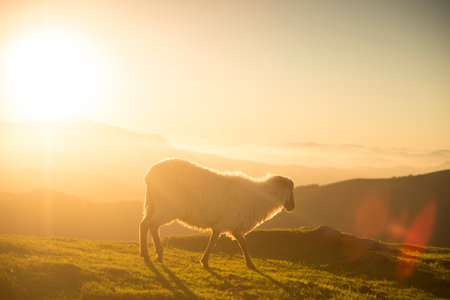 sheeps eating grass in the mountains at sunsetの写真素材