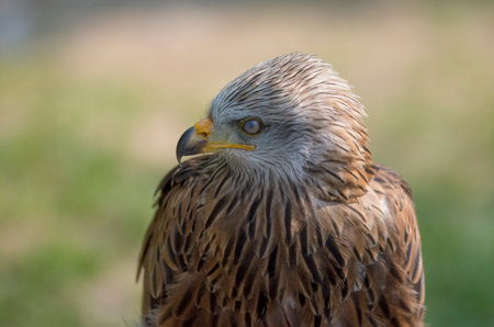 wildlife photography of an eagle (close up)の写真素材