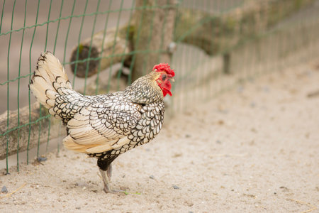 close up photo of a cock with a red crest in a farmの写真素材