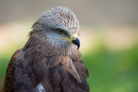 wildlife photography of an eagle (close up)の写真素材