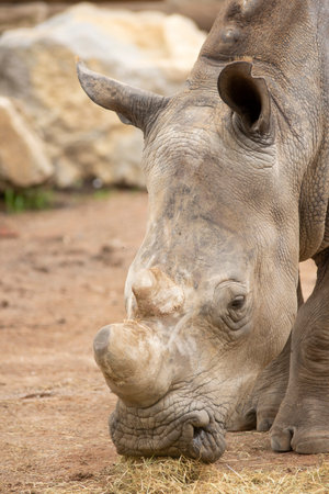 rhino eating grass in an animal reserveの写真素材