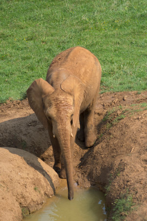 brown elephant drinking water from a pond in the ground with its trunkの写真素材
