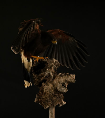 Harris Hawk flying in a black backgroundの写真素材