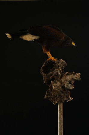 Harris Hawk flying in a black backgroundの写真素材