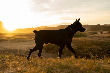 small black dog walking in the countryside under sunset light