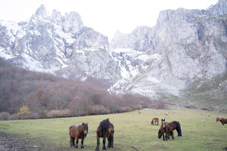 horses pacing freely in the green meadows of picos de Europa National Park, Spainの写真素材