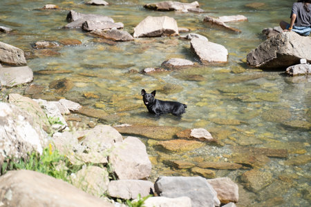 little black dog taking a bath in a mountain riverの写真素材