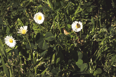 A bee lays on a daisy, in the middle of the green lawn, during a warm morning at the park.の写真素材