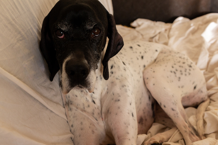 Portrait of a pointer, in an afternoon at home, lying on the sofa.の写真素材