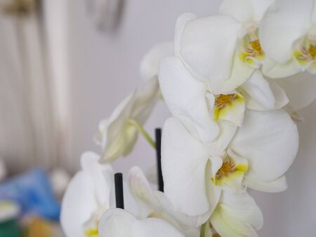 Plants to furnish the interior of the house. White orchids on the white background of the wall arranged inside the hallway of the house.の写真素材