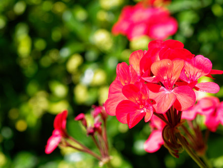 A summer day in a residential neighborhood surrounded by greenery. A large garden outside a villa...