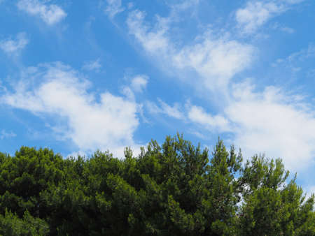 A walk through a city park on a sunny summer day. Leaves and branches of trees on the background of the blue sky and some clouds.の写真素材