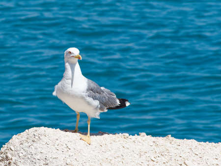 A walk on a hot August day through the streets of Bari, a city in southern Italy. A seagull rests on a rock on the background of the Mediterranean sea.の写真素材