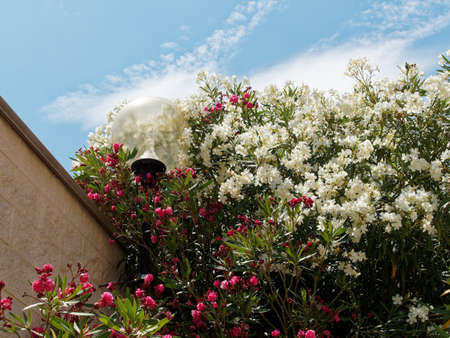 A walk through a city park on a sunny summer day. An old street lamp surrounded by plants and flowers.の写真素材