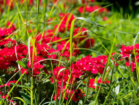 A summer day in a residential neighborhood surrounded by greenery. A large garden outside a villa with geranium plants illuminated by sunlight.の写真素材