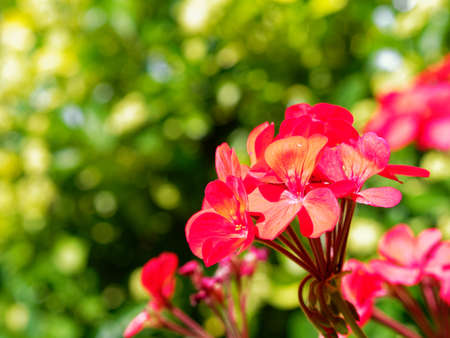 A summer day in a residential neighborhood surrounded by greenery. A large garden outside a villa with geranium plants illuminated by sunlight.の写真素材