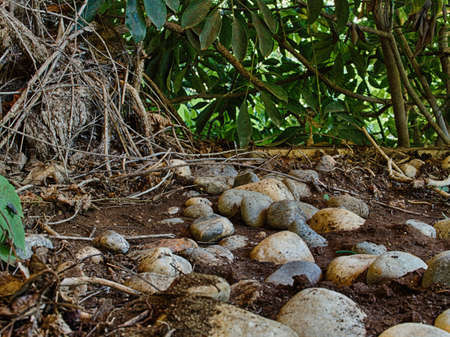 Summer in a residential area surrounded by greenery. Stones on the ground against the background of green leaves of plants illuminated by sunlightの写真素材