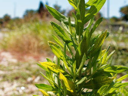 A walk through a city park on a sunny summer day. A plant with green leaves on the background of an abandoned path.の写真素材