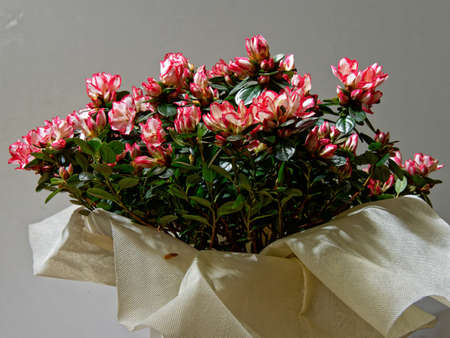 A gift that is always appreciated by women for any occasion. A group of azaleas for Valentine's day.の写真素材