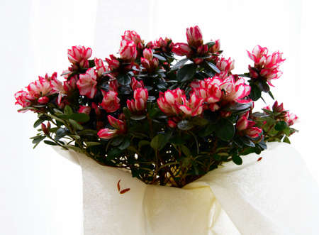 A gift that is always appreciated by women for any occasion. A group of azaleas for Valentine's day.の写真素材