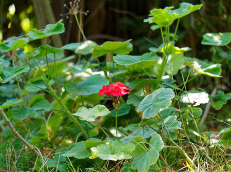 A hot summer day in a residential area surrounded by greenery. A red flower inside a garden surrounded by green grass and plants.の写真素材
