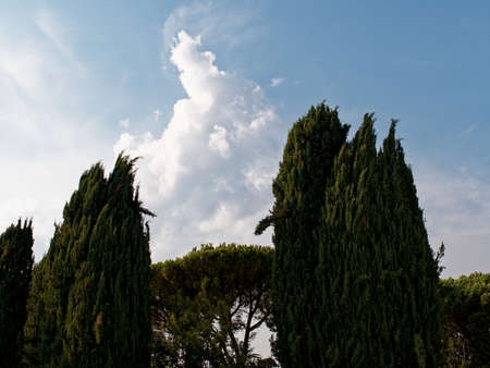 A walk through the woods of Puglia, a region of southern Italy. A group of green trees against the backdrop of the sky and clouds.の写真素材
