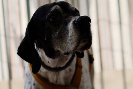 A day at home with a four-legged friend. Head portrait of a black and white female pointer as she looks around the kitchen.の写真素材