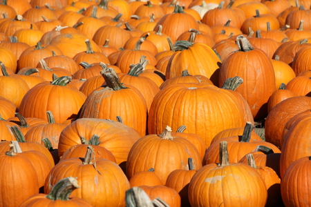 pumpkin patchの写真素材