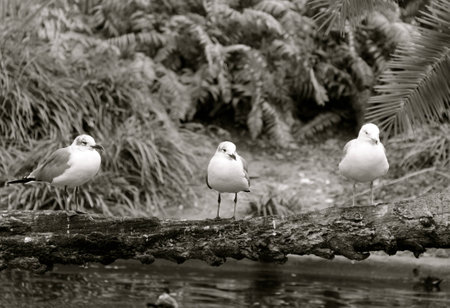sea gullsの写真素材