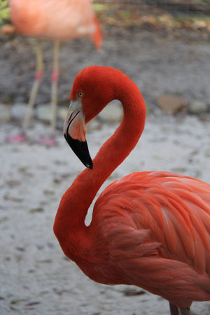 flamingoの写真素材